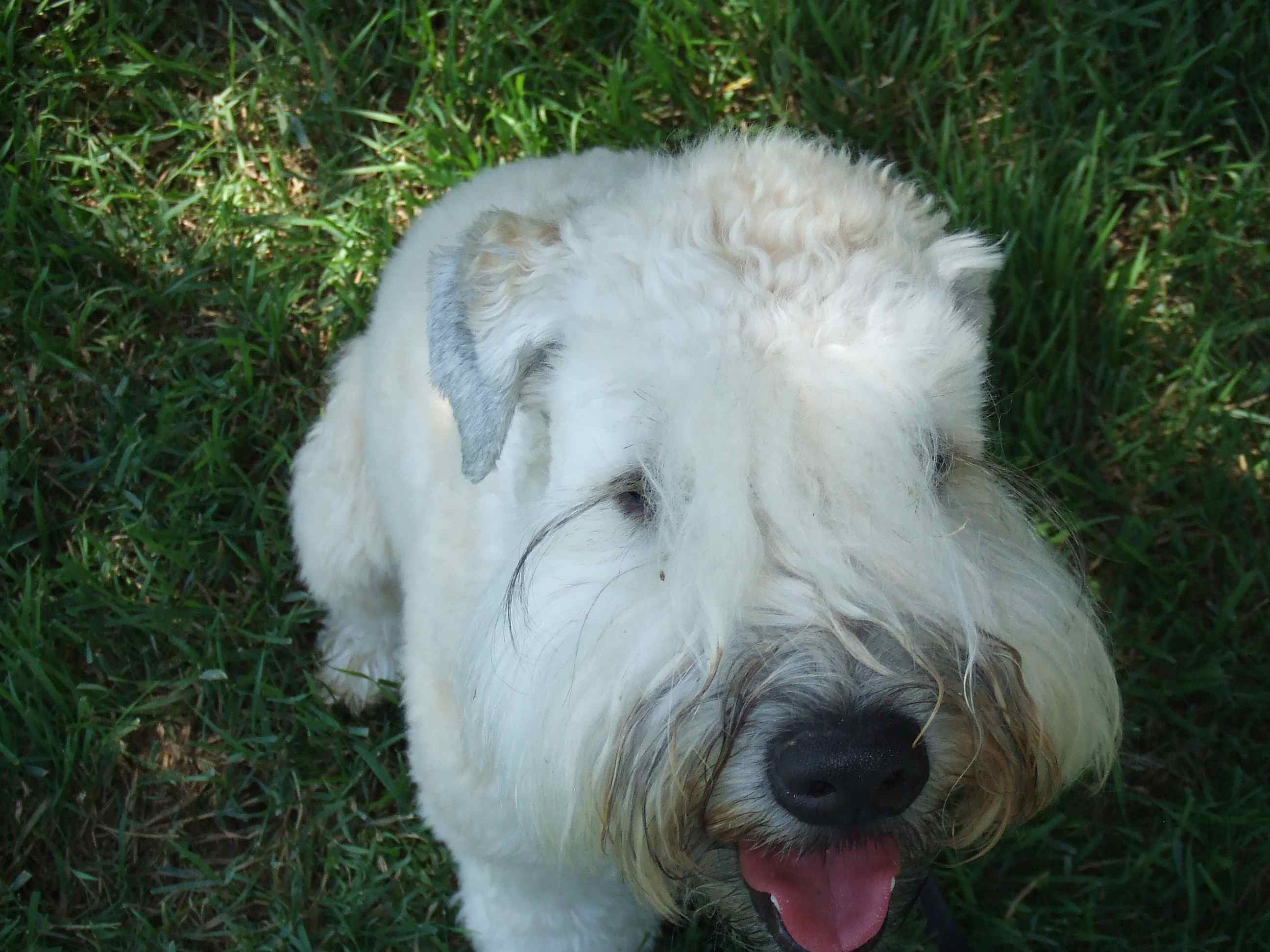 Soft Coated Wheaton Terrier